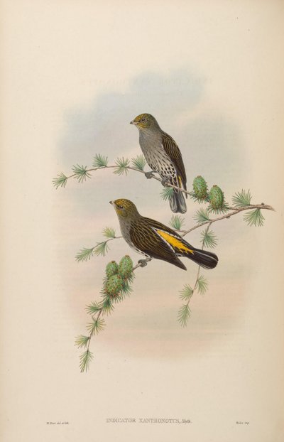 Indicator xanthonotus by John Gould